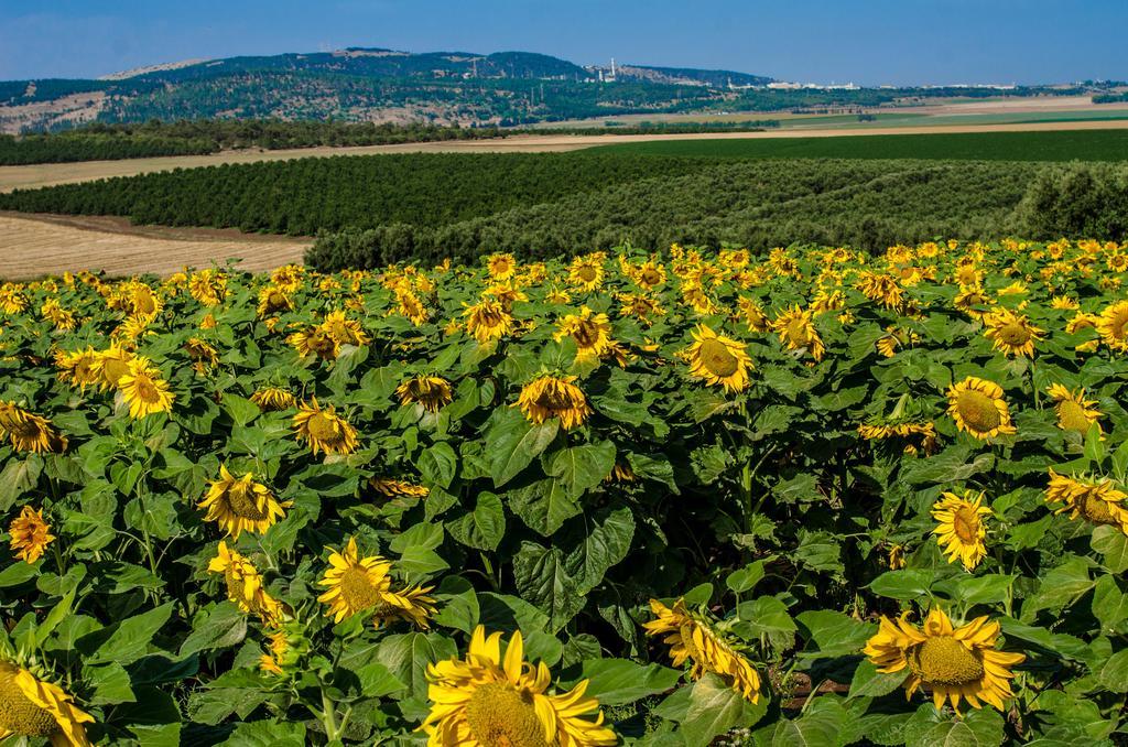 Galilee Best Location 'En Dor Exterior foto